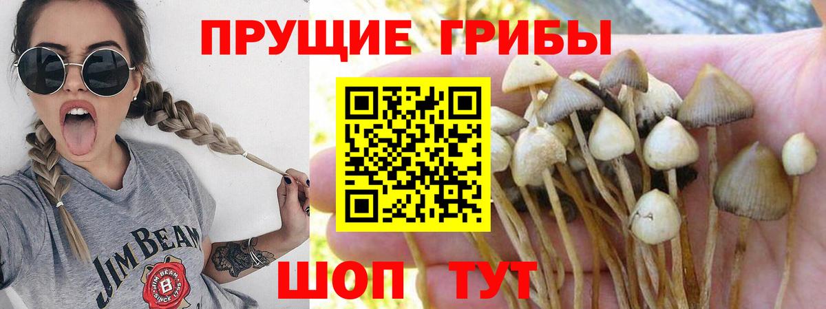 Отрадный  Псилоцибиновые грибы GOLDEN TEACHER  Вход с VPN 